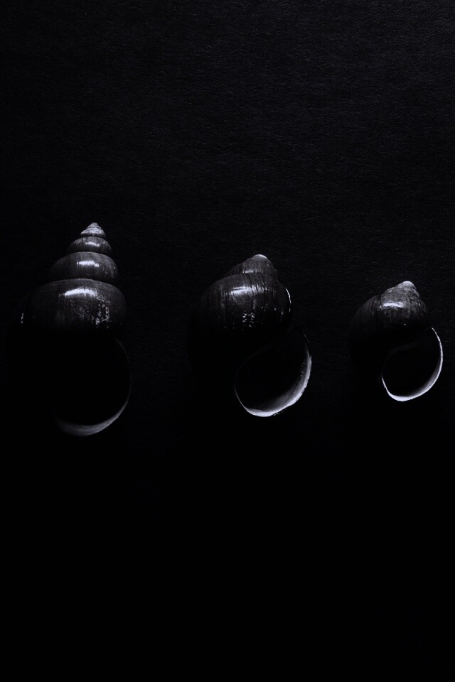 Раковины обои