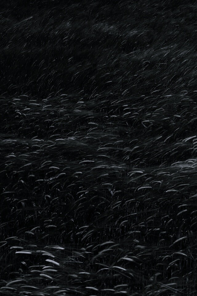 Колышущаяся трава обои