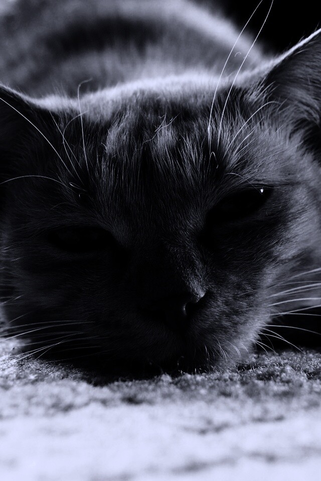 Кошара обои