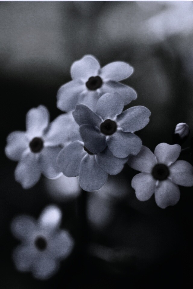 Обои цветов обои