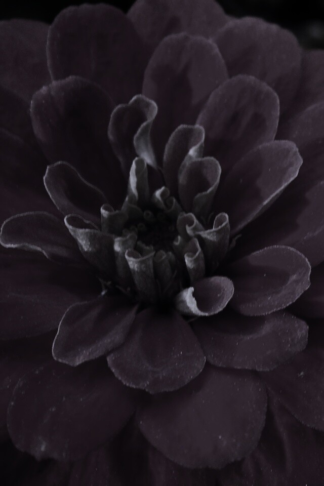 Красный цветок обои