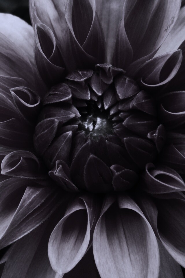 Аленький цветочек обои