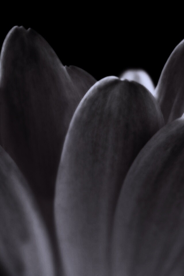 Цветочные лепестки обои