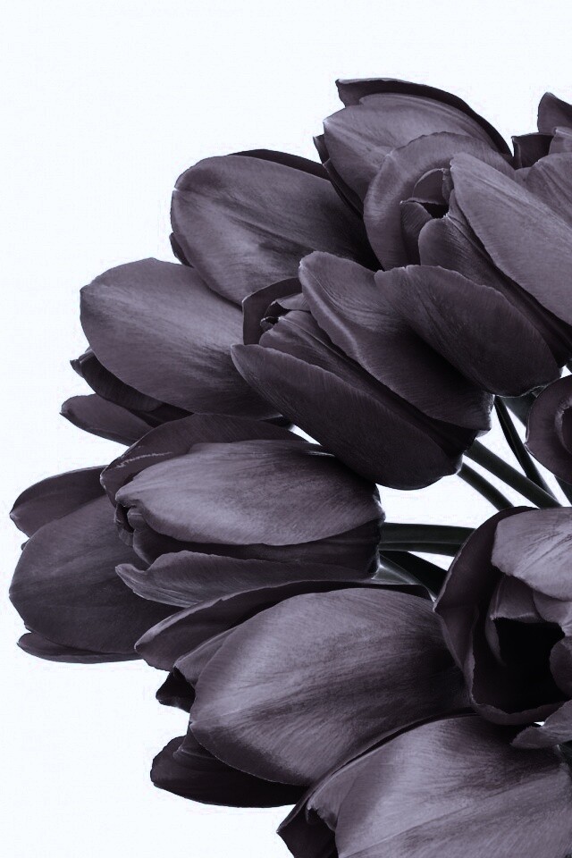 Букет тюльпанов обои