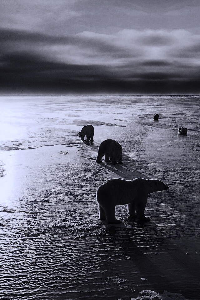 Полярные медведи обои