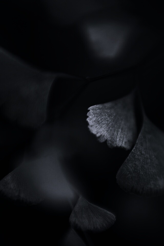 Дикие зеленые листья обои