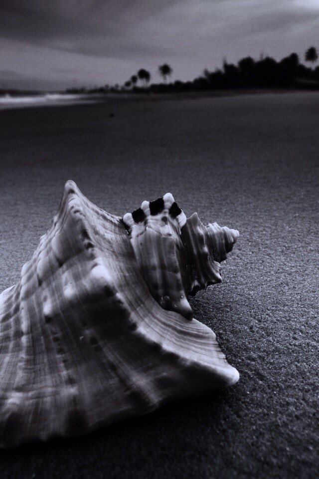 Красивая раковина обои