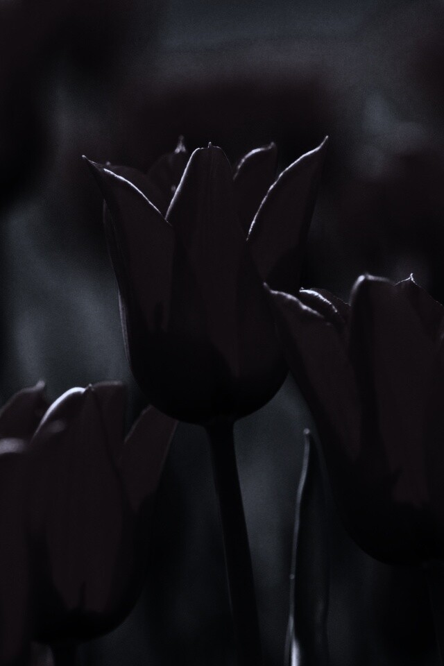 Красные цветы обои