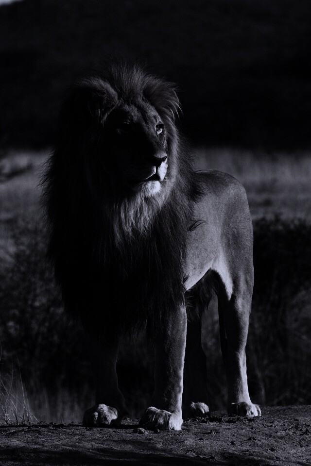 Царь зверей обои