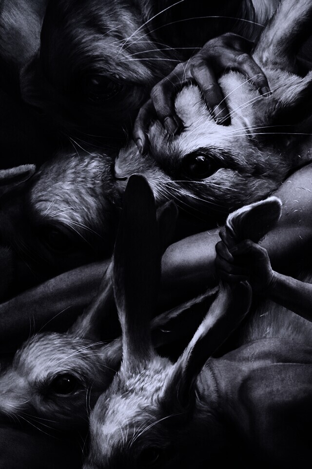 Кролики обои