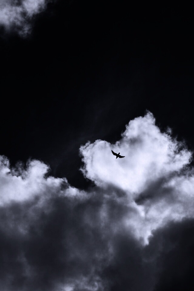 Птица в небе обои