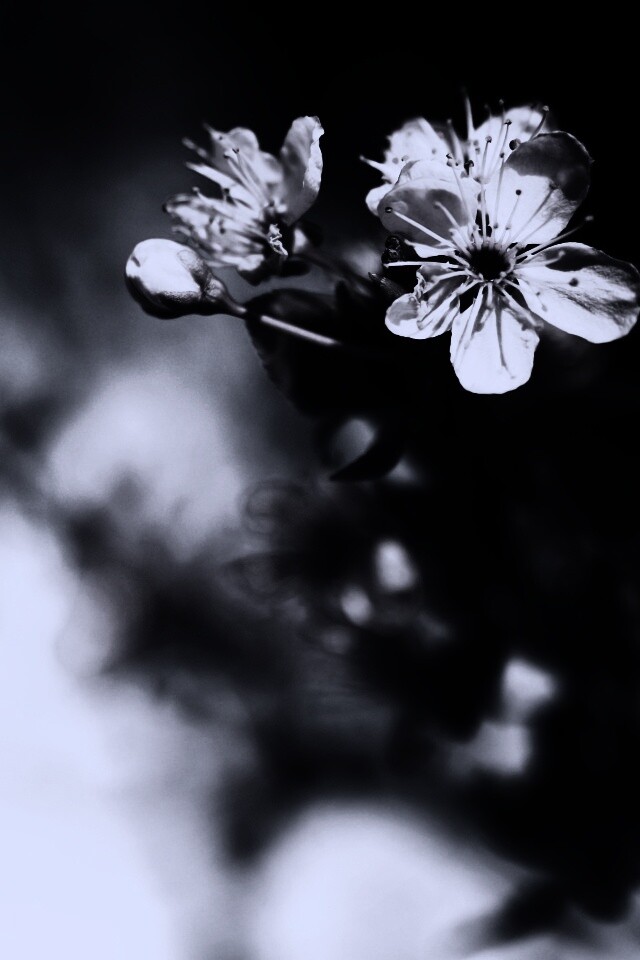 Цветок вишни обои