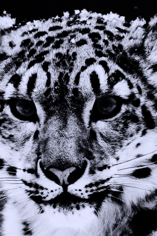 Снежный барс обои