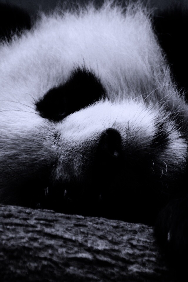 Панда на ветви обои