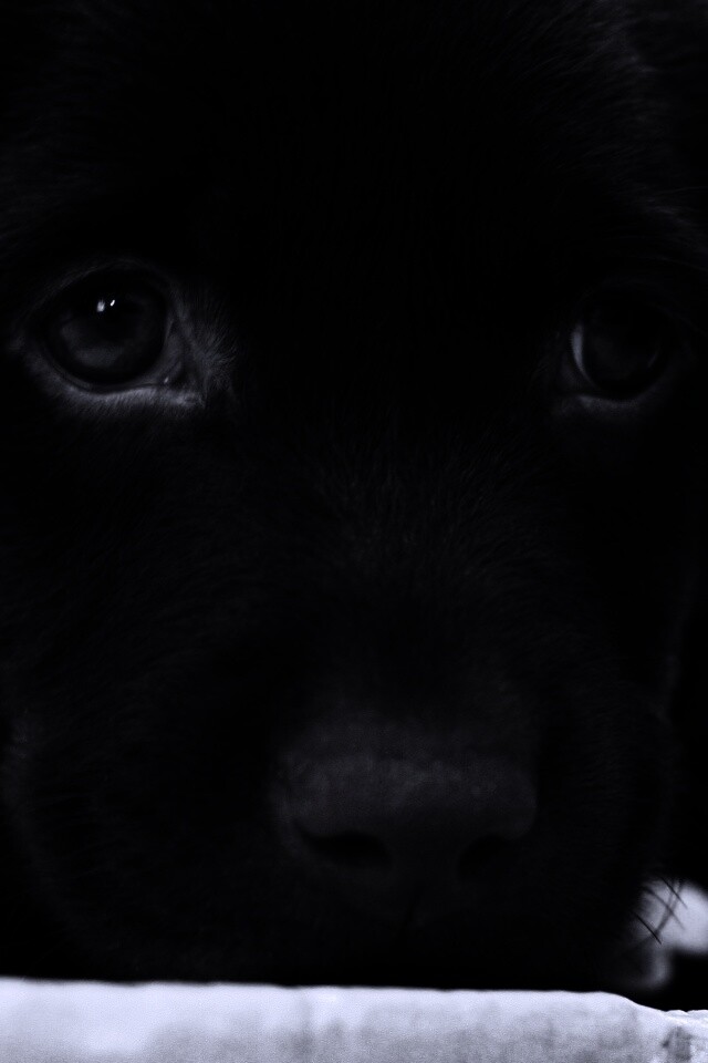 Пушистый шоколадка обои