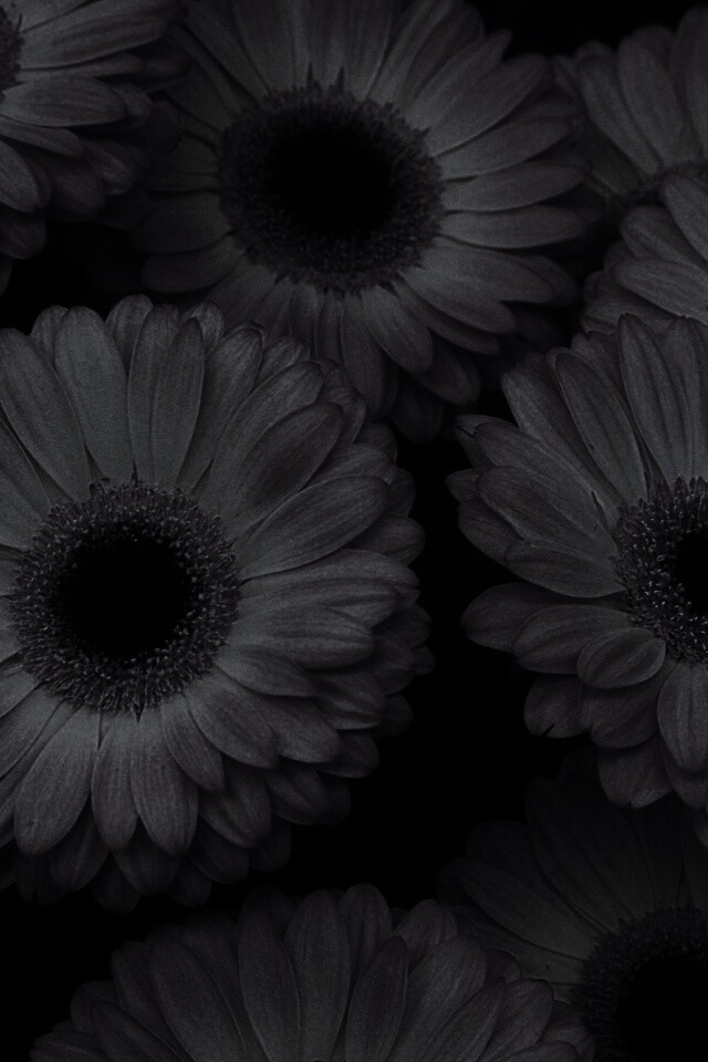 Желтые герберы обои