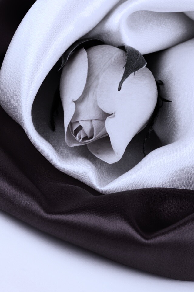 Нераспустившийся цветок розы в шелке обои