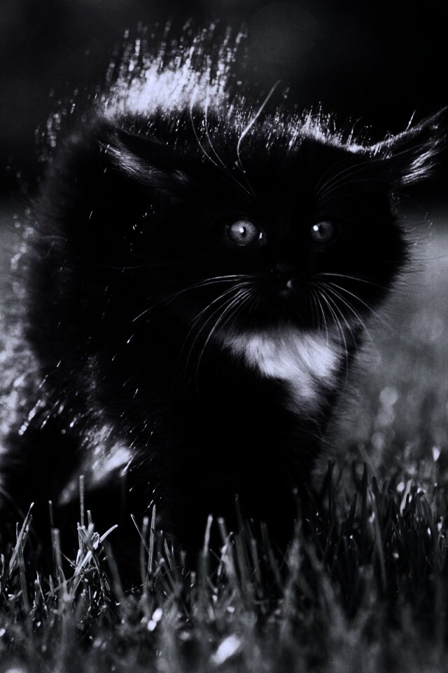 Кот воитель обои