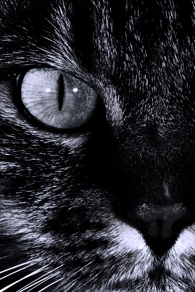 Кошачья морда обои
