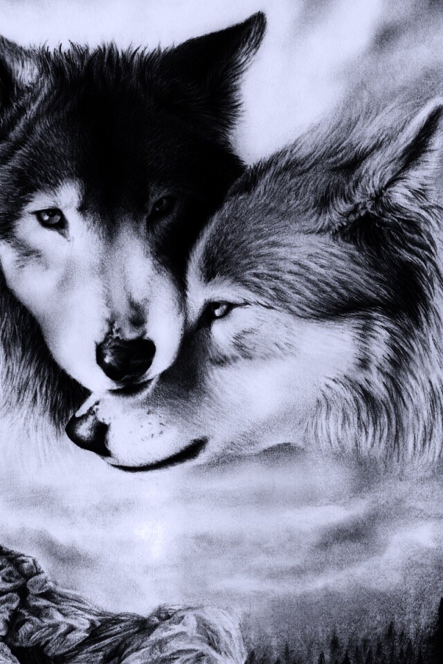 Волки обои