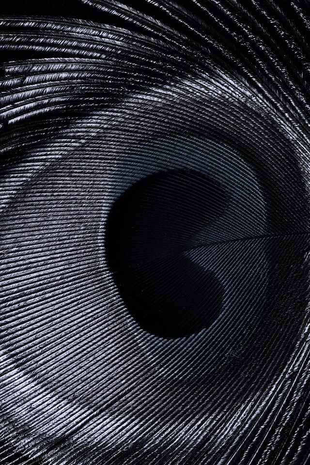 Перо павлина обои