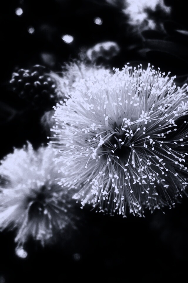 Сказочный цветок обои