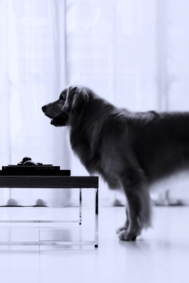 Лабрадор Ретривер обои