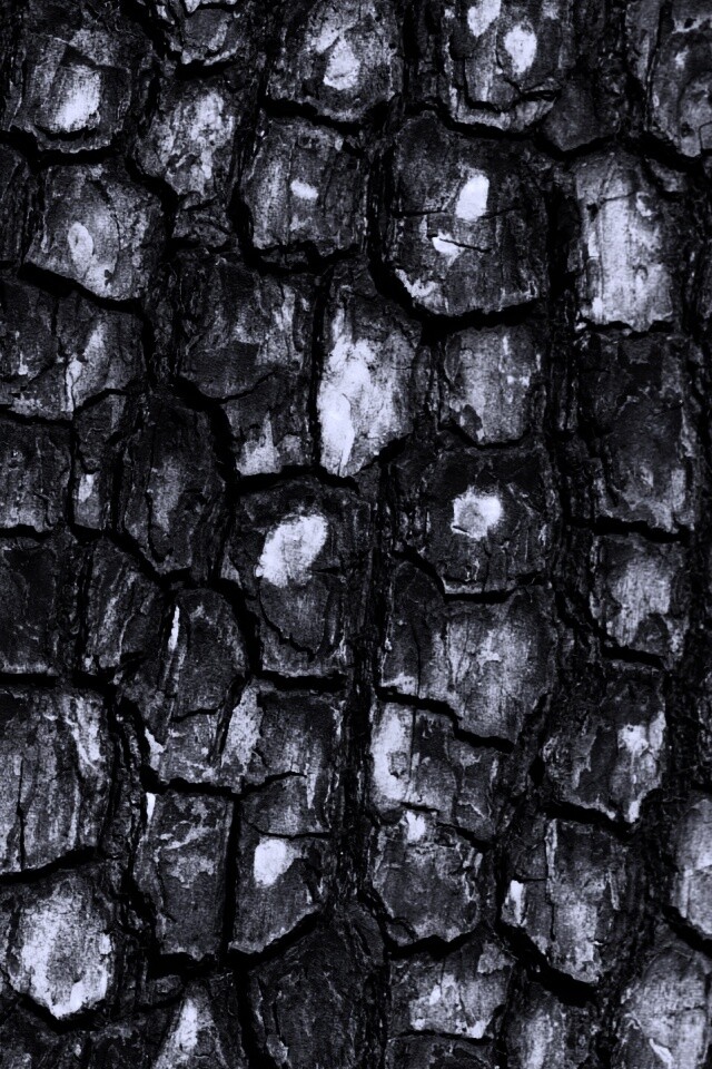 Кора дерева обои