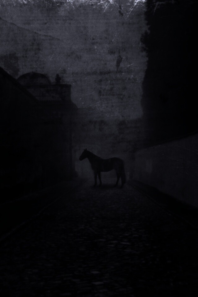 Лошадь в тумане обои