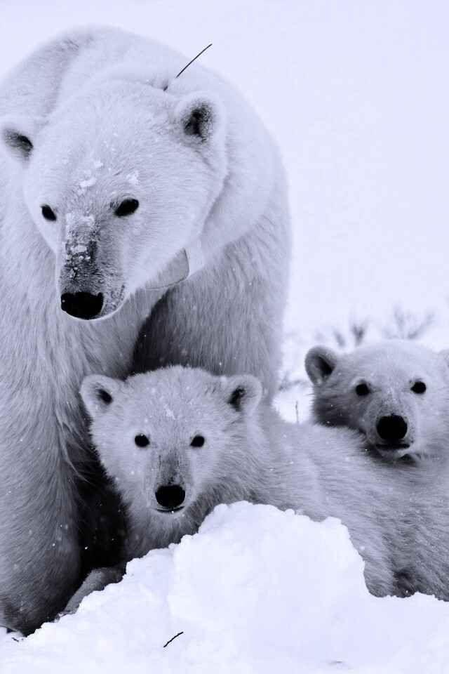 Белые медведи обои