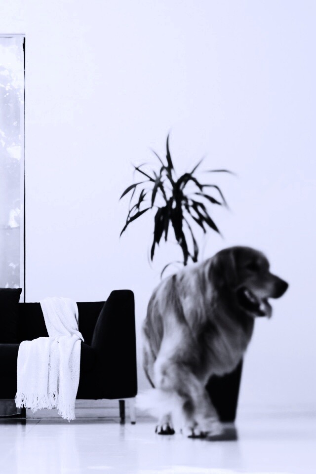 Собака в быту обои