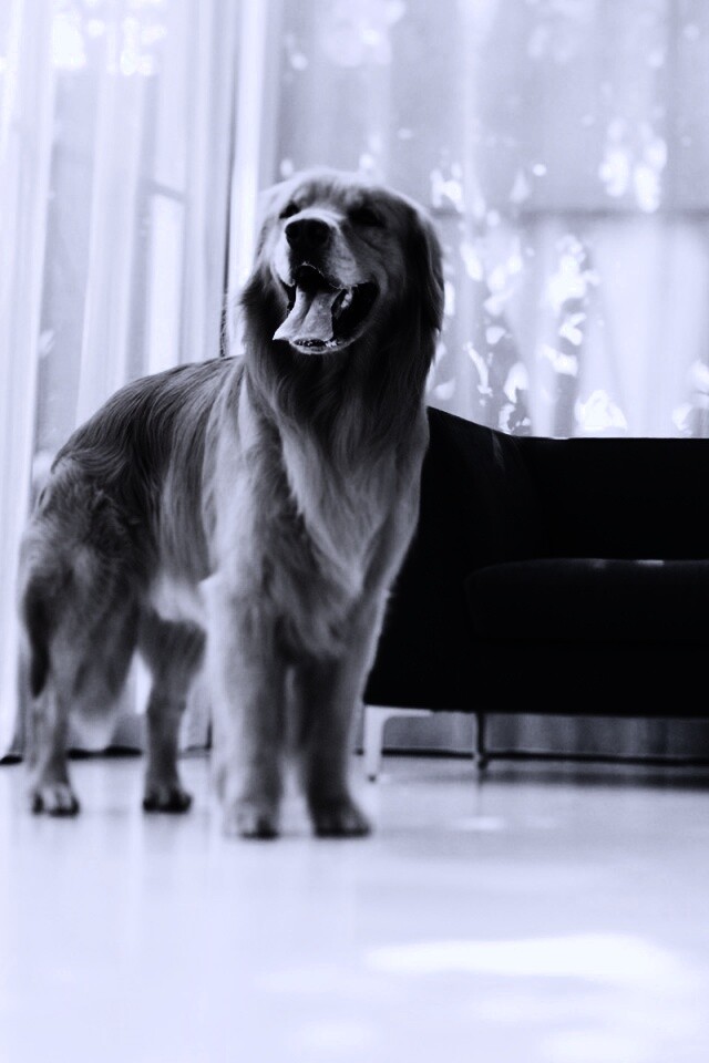 Собачка обои