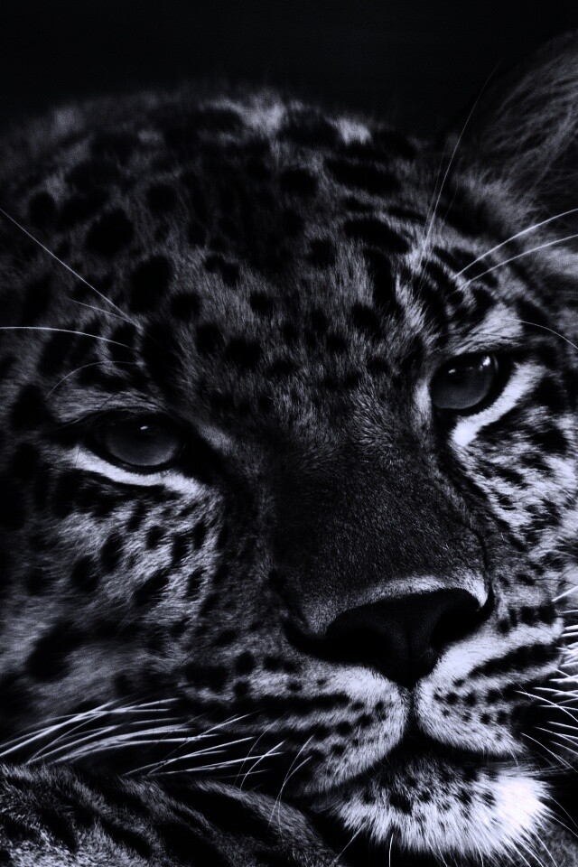 Злопасный ягуляр обои