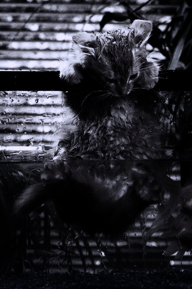 Мокрая киска обои