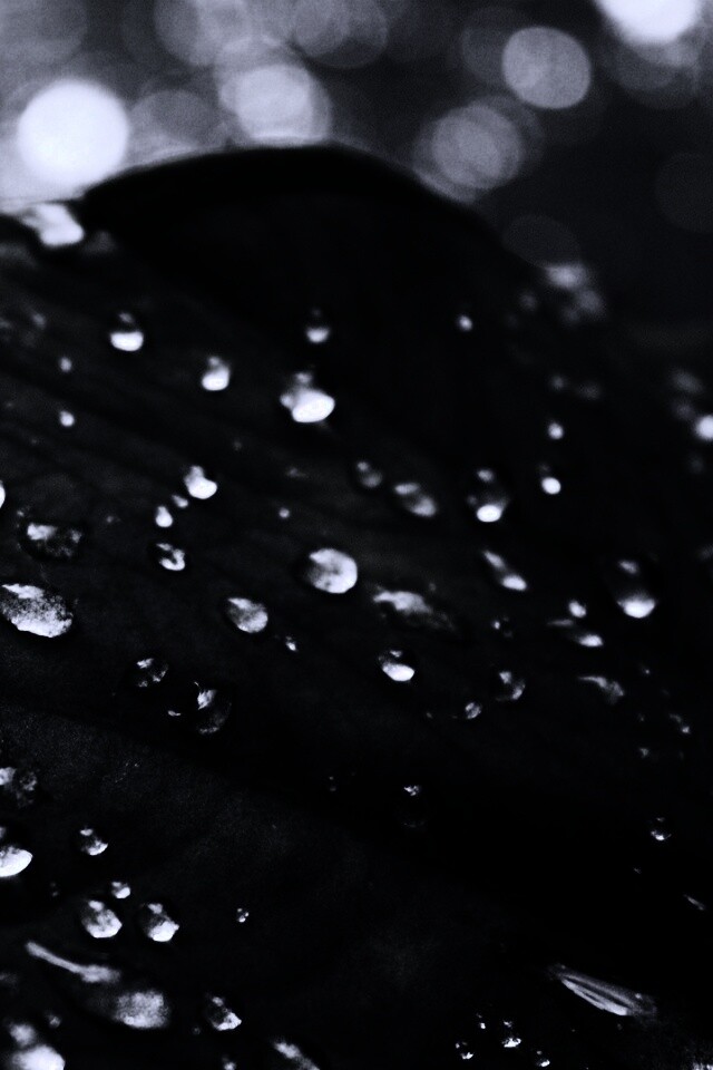 Роса на листке обои