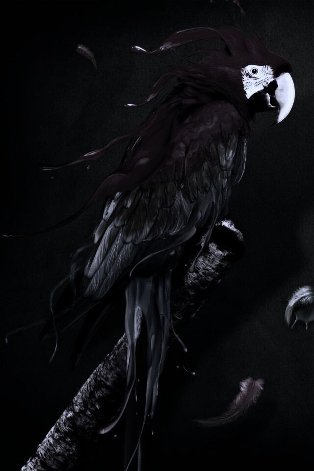 Попугай на ветке обои