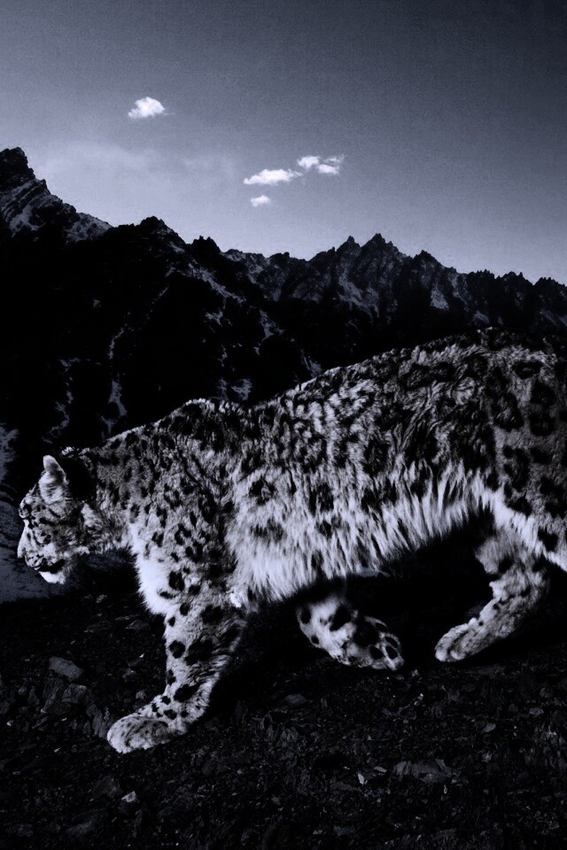 Леопард обои