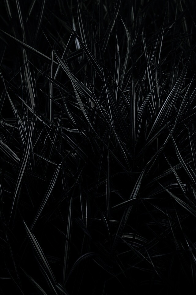 Дикая трава обои