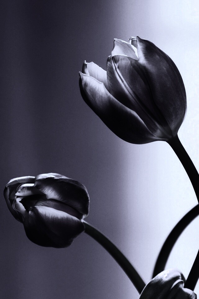 Сиреневые цветы обои