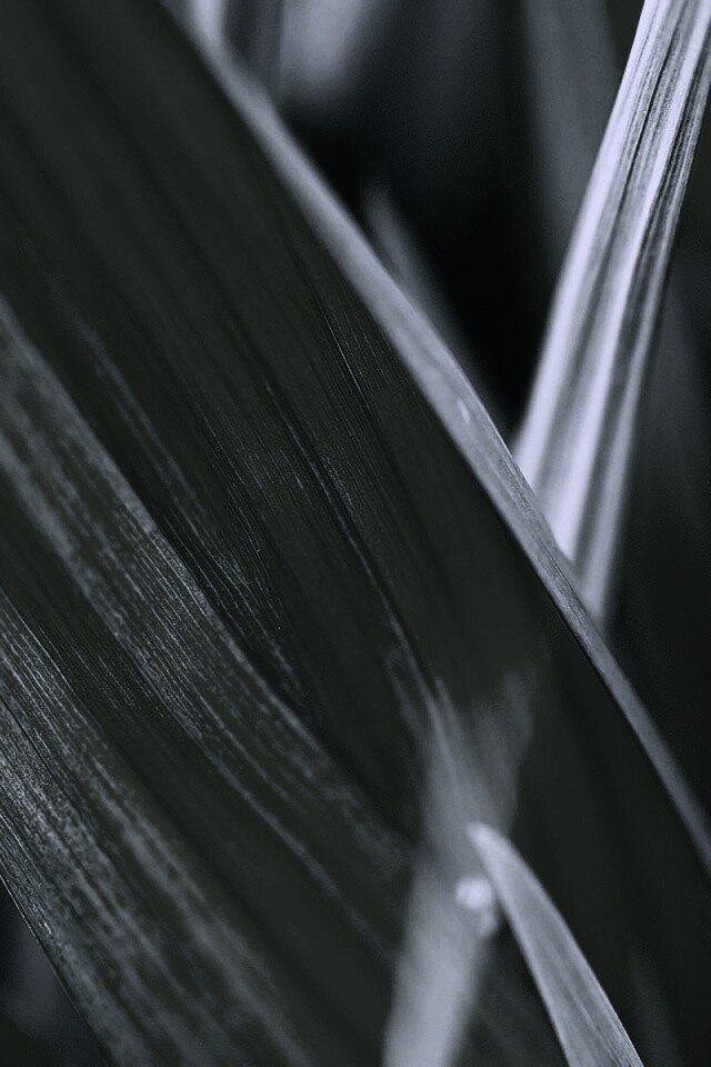 Идеальный кусочек зелени обои