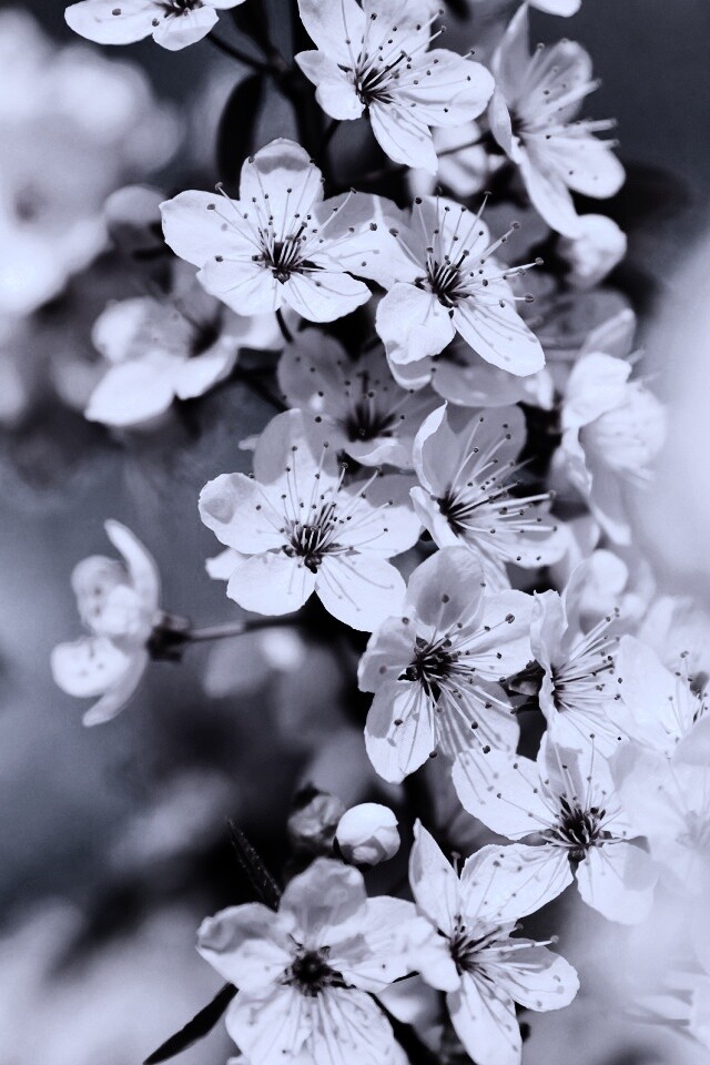 Цветение вишни обои