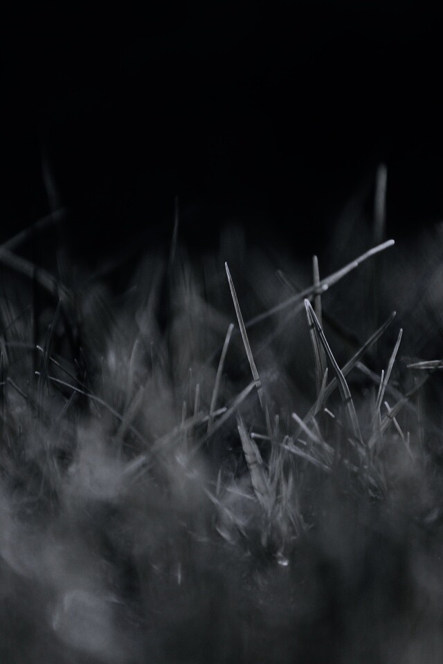 Играя солнечным светом обои