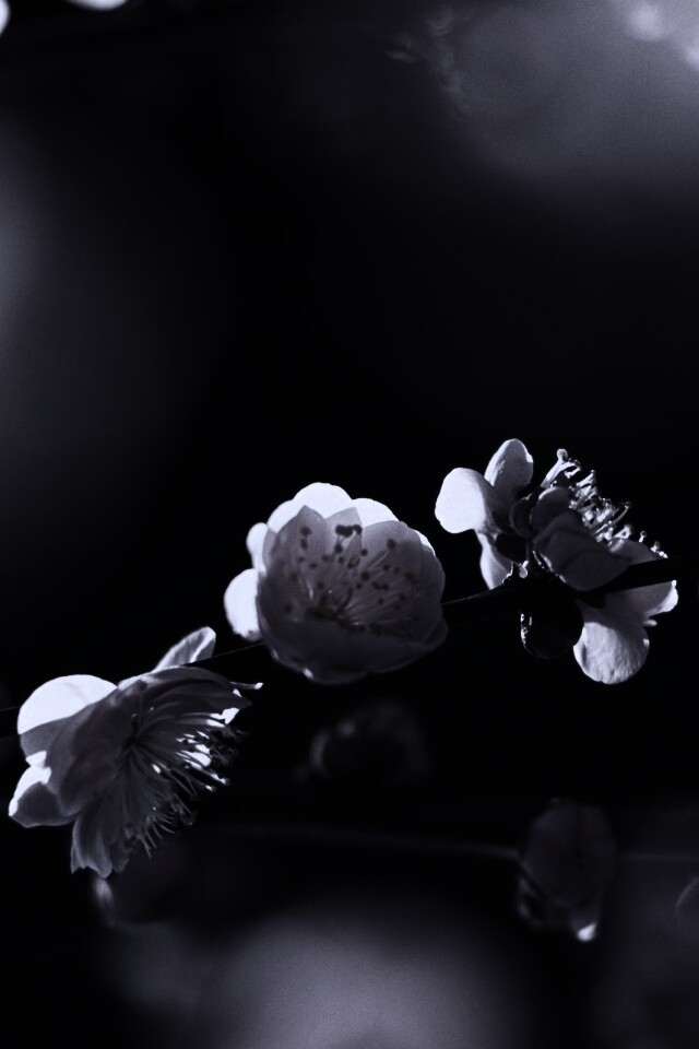 Цветущая вишня обои