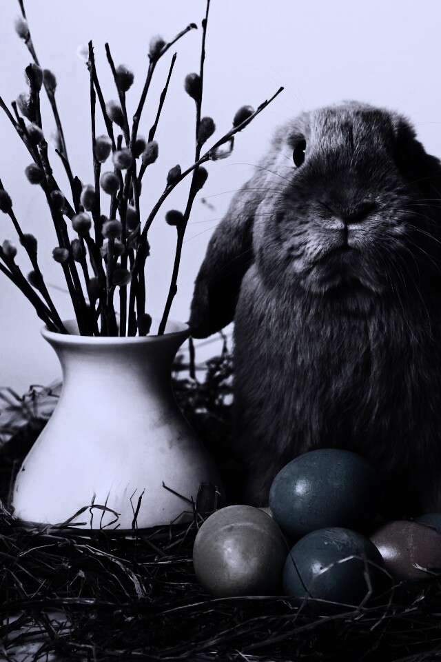 Пасхальный кролик обои