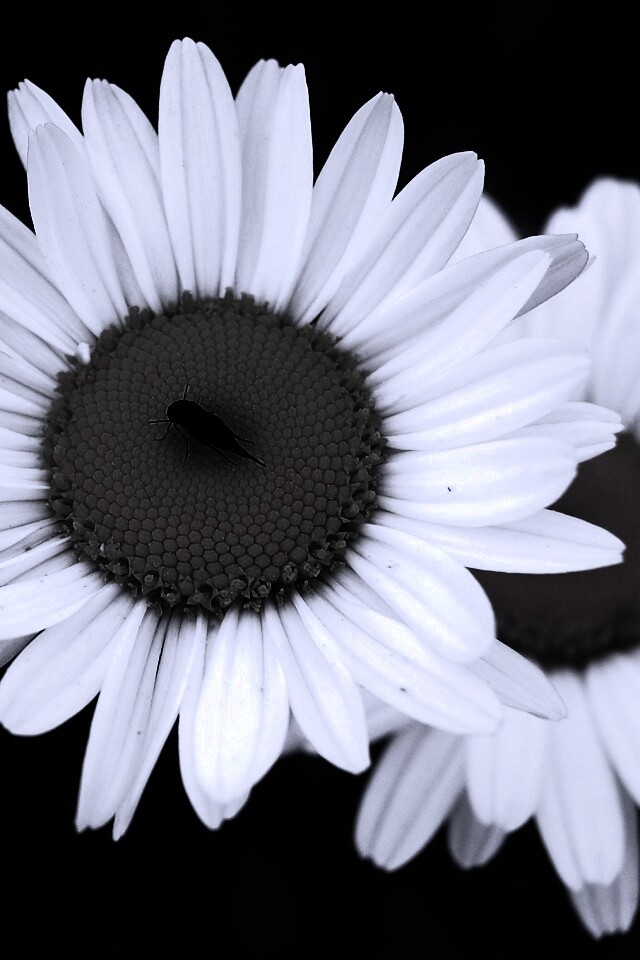 Ромашки обои