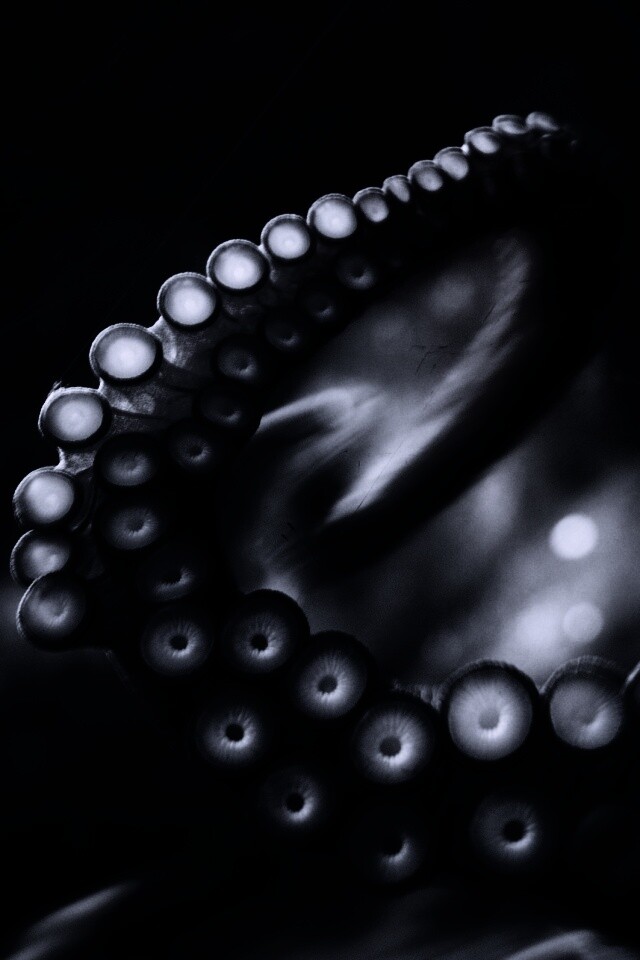 Щупальце обои