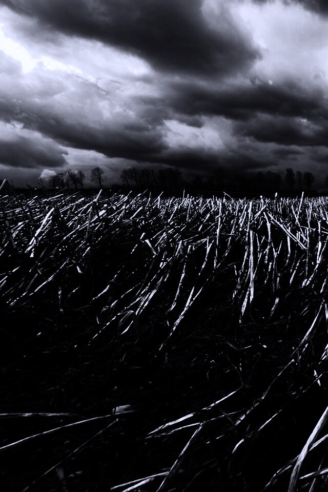 Убранное поле обои