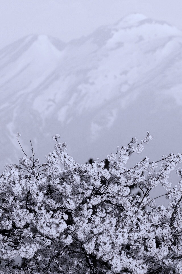 Цветение вишни в горах обои