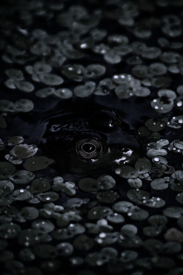 Маленькая лягушка обои