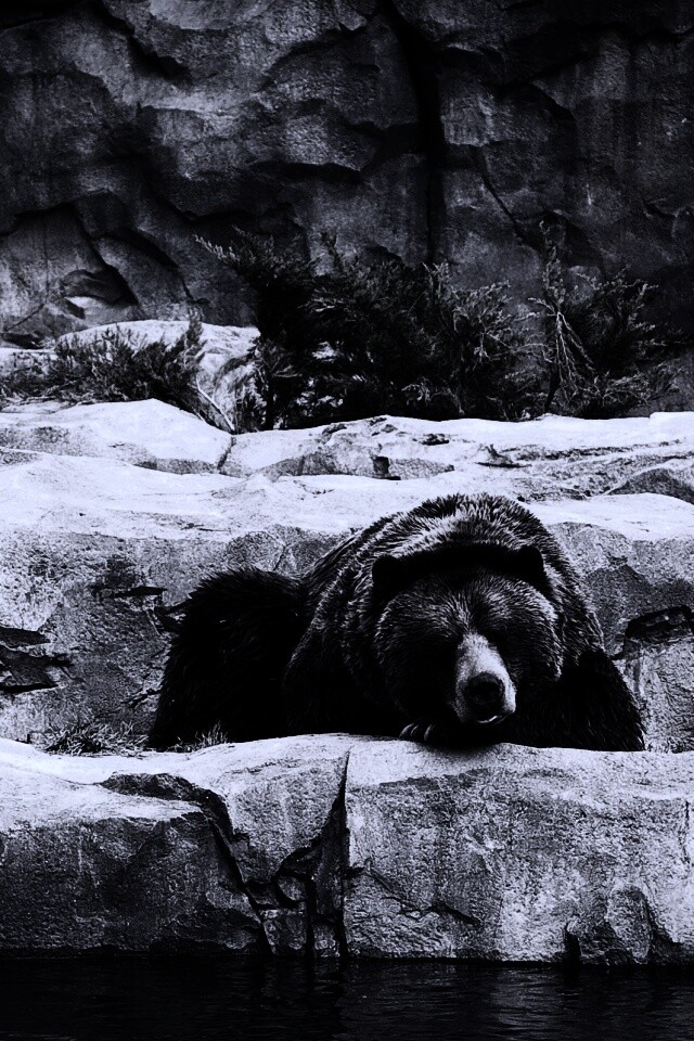 Медведь обои